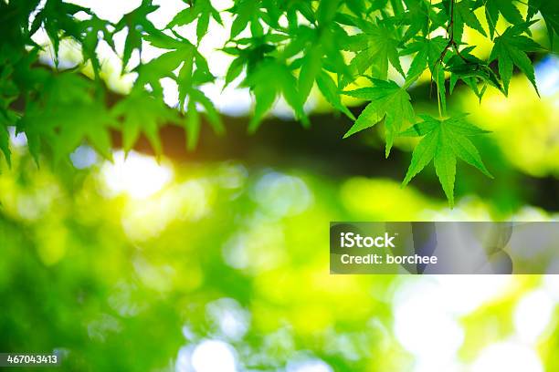 Spring Foliage Stock Photo - Download Image Now - Branch - Plant Part, Color Image, Day