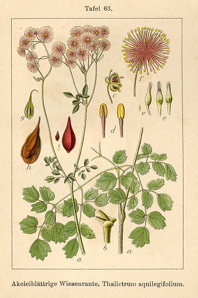 istock Botanic FiA v05 t63 Thalictrum aquilegifolium 467043647