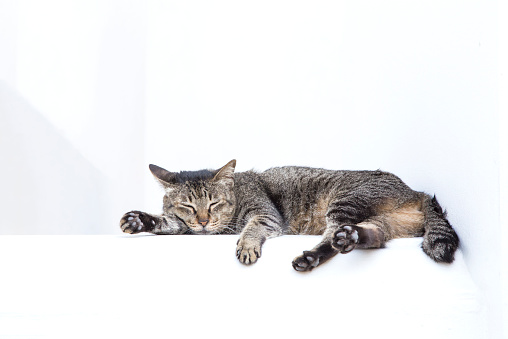 A Sleepy Grey Tabby Cat sleep on a white temple wall