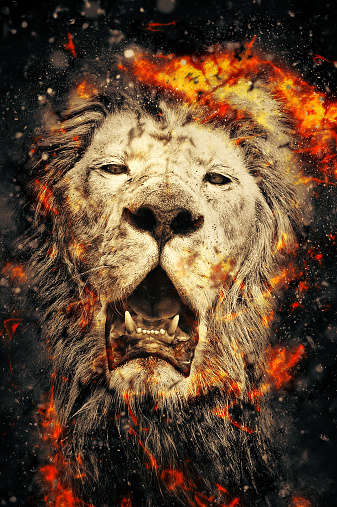 African lion, fire illustration