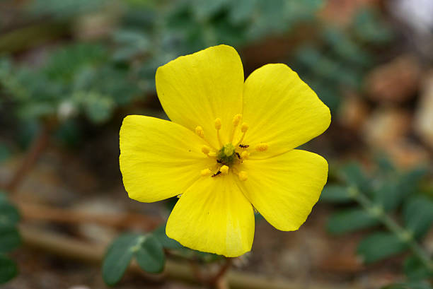 istock Yellow flowers on the beach. (Tribulus terrestris Linn.) 467044296