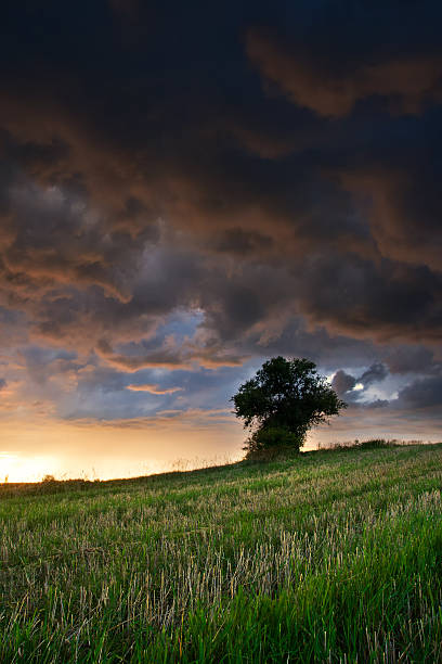 istock Storm cloud over oat field and trees. rural landscape 467044590