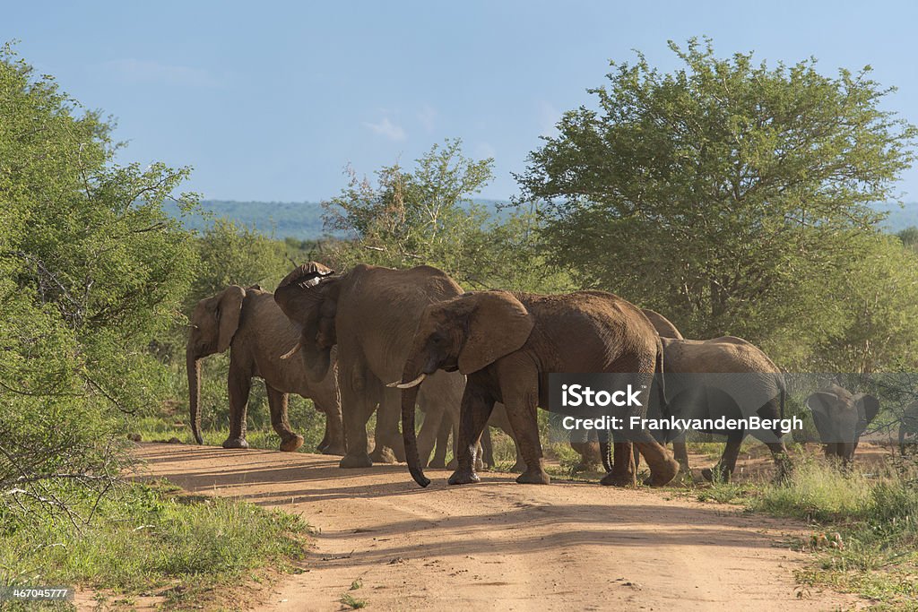 Group of Elephants with baby Group of elephants crossing the road. Africa Stock Photo