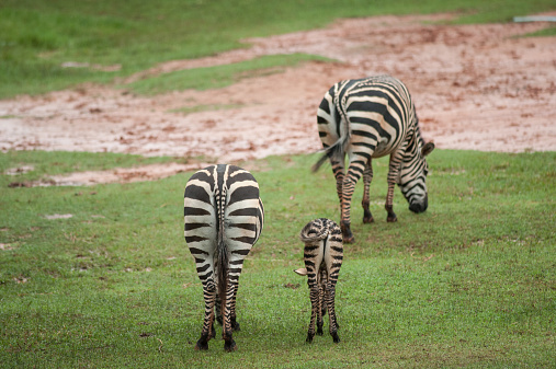 zebras drinking water at waterhole