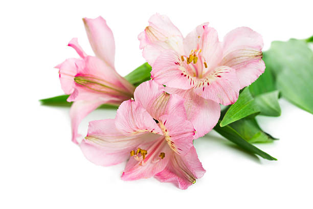 istock Blooming flower Alstroemeria 467047560