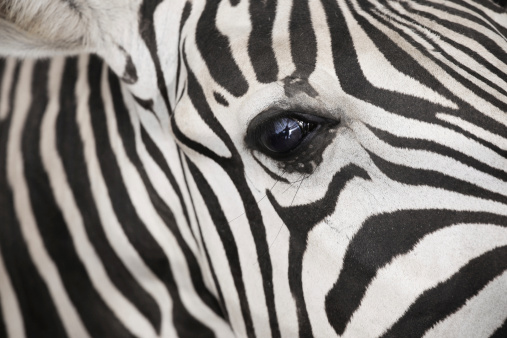 Zebra detail eye (EquusBurchell)