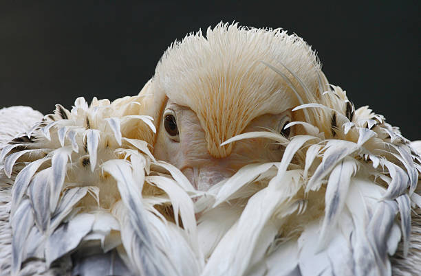 White Pelican portrait