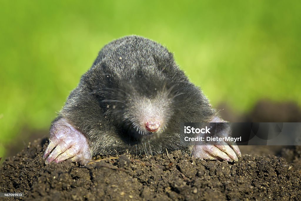 Talpa europaea, European mole coming out of its burrow black mole   Mole - Animal Stock Photo