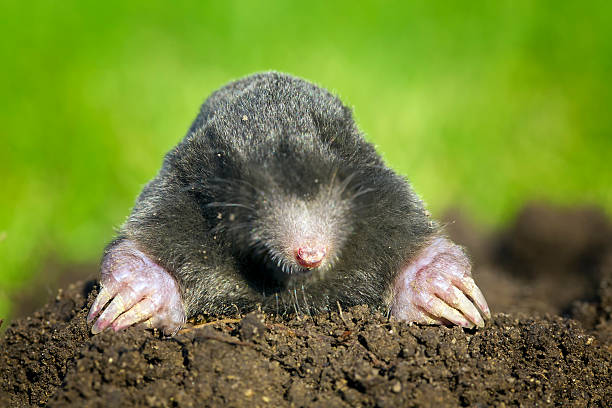 Talpa europaea, European mole coming out of its burrow stock photo
