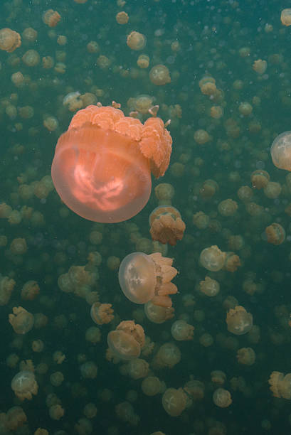 istock Jellyfish Lake, Rock Islands, Palau 467049876