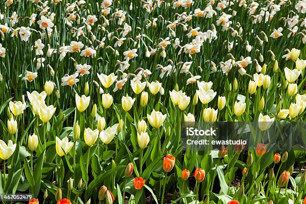 Kolorowe Tulipany Piękna Wiosna Kwiaty - zdjęcia stockowe i więcej obrazów Bez ludzi - Bez ludzi, Czerwony, Dzień