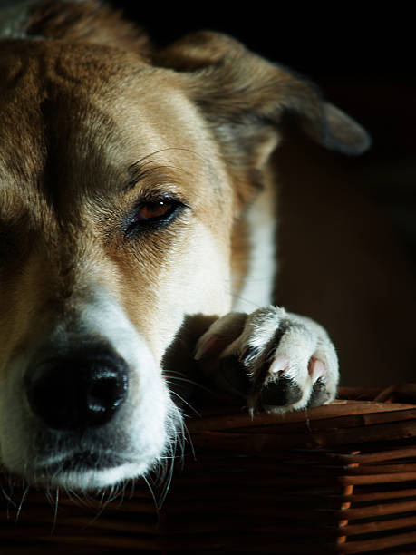 cão na sua cesto - schlafend imagens e fotografias de stock