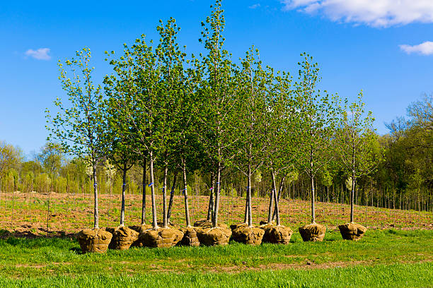 pflanzen von bäumen - spring tree orchard forest stock-fotos und bilder