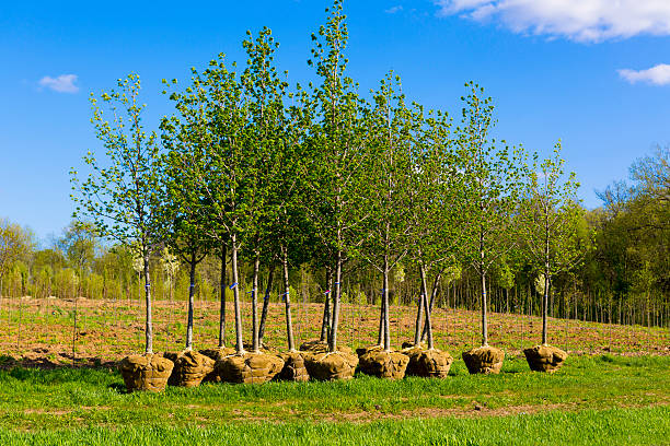 planting trees planting leaf trees in spring orchard photos stock pictures, royalty-free photos & images