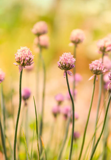 istock Spring flower chives on sunny day. 467052868