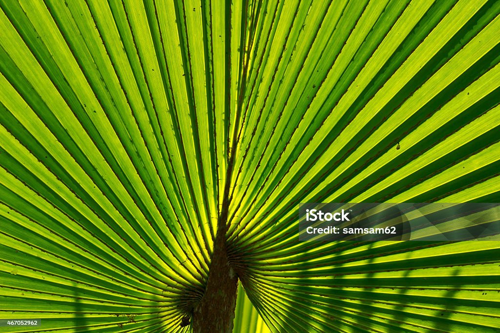 palm leaf background 2015 Stock Photo
