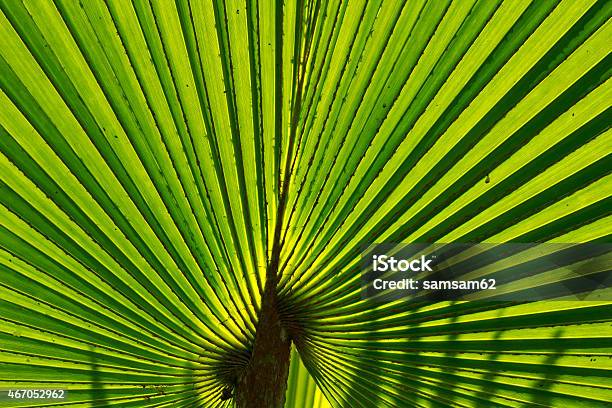 Palm Leaf Background Stock Photo - Download Image Now - 2015, Abstract, Backgrounds