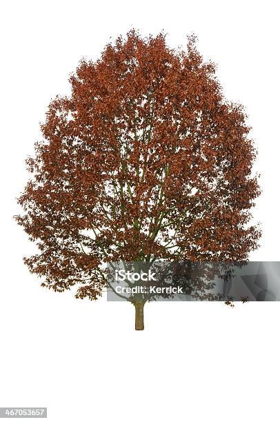 Baum Im Herbstisoliert Auf Weiss Red Oak Stockfoto und mehr Bilder von Amerikanische Roteiche - Amerikanische Roteiche, Ast - Pflanzenbestandteil, Baum