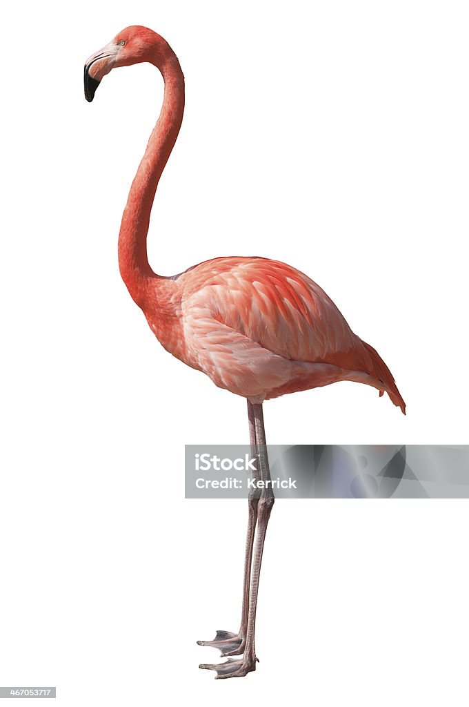 Flamingo, isoliert auf weiss - Lizenzfrei Flamingo Stock-Foto