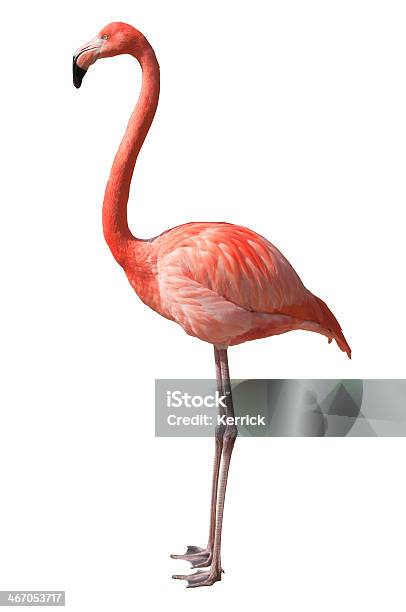 Flamingo Isoliert Auf Weiss Stockfoto und mehr Bilder von Flamingo - Flamingo, Freisteller – Neutraler Hintergrund, Weißer Hintergrund