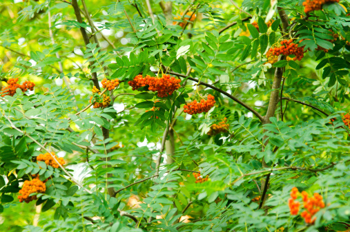 Ripe rowan fruits on the tree