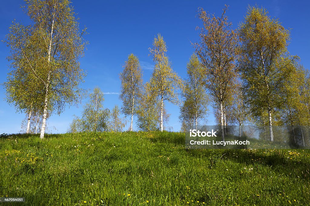 Birken - Lizenzfrei Ast - Pflanzenbestandteil Stock-Foto