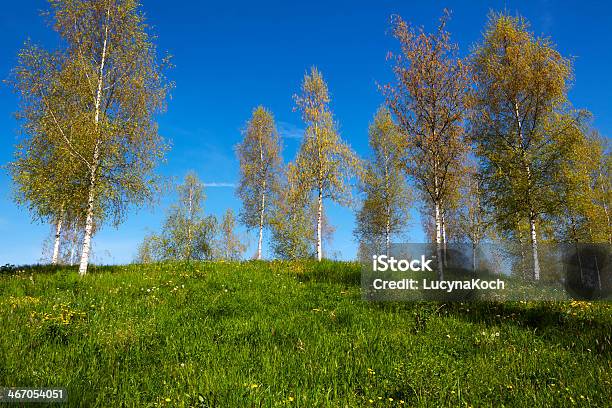 Birken Stockfoto und mehr Bilder von Ast - Pflanzenbestandteil - Ast - Pflanzenbestandteil, Baum, Baumrinde