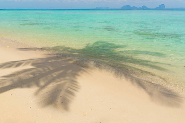 istock Beautiful palm tree leaves over gorgeous beach 467054074