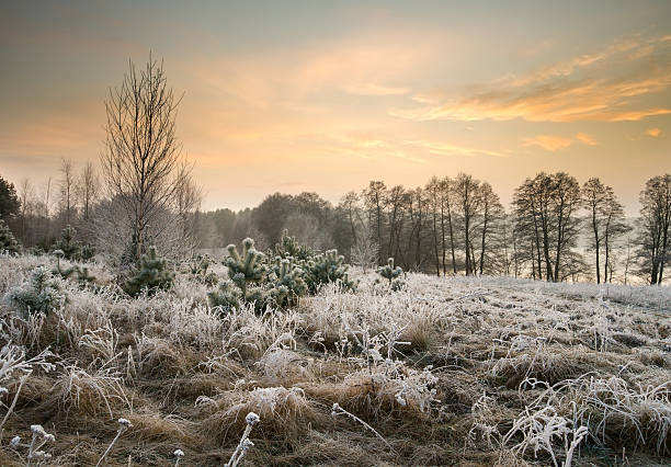 istock Winter landscape. rime on trees and plants 467054462