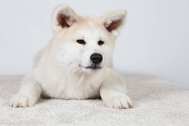 istock dog akita inu sceptical 467054662