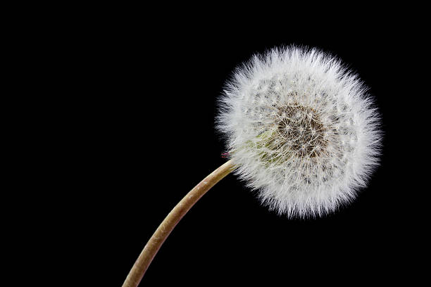 fleur de pissenlit (taraxacum) et des graines sur fond noir - leontodon photos et images de collection