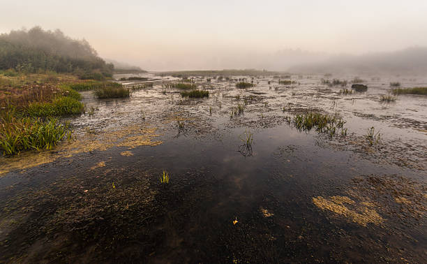 istock Mysterious morning time in swamp area 467057044