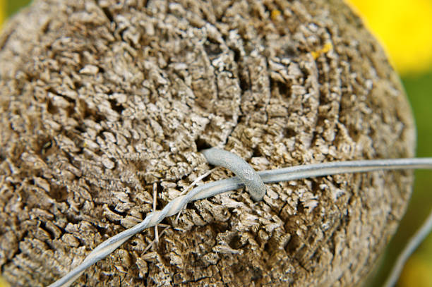 Wooden pole The macro closeup of a wood pile with a nailed wire. wood and wire fence designs pictures stock pictures, royalty-free photos & images
