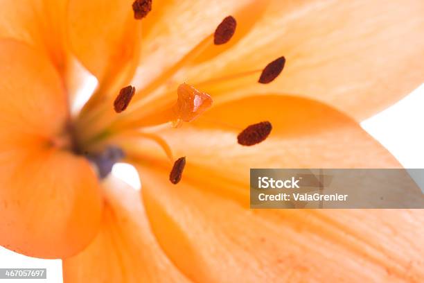 Macro Of Orange Lily Con Solo Estigma En Foco Foto de stock y más banco de imágenes de Belleza de la naturaleza - Belleza de la naturaleza, Cabeza de flor, Color - Tipo de imagen