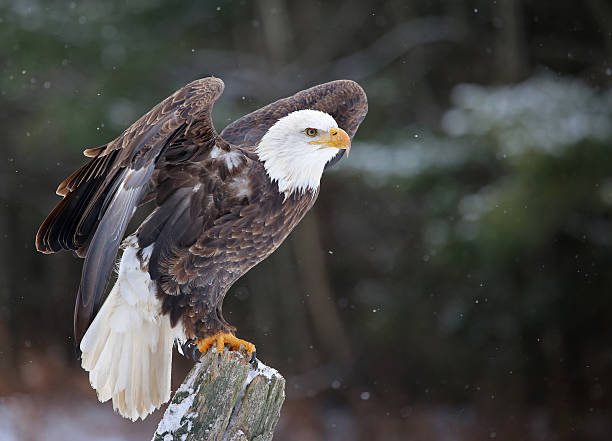 colocado bald eagle - perch - fotografias e filmes do acervo