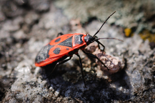 red beetle \