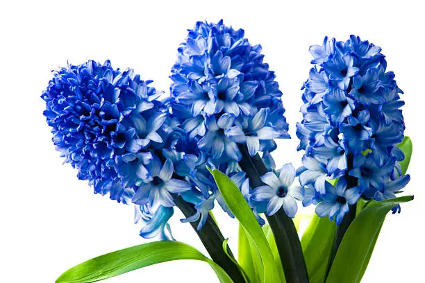blue hyacinth spring flower macro