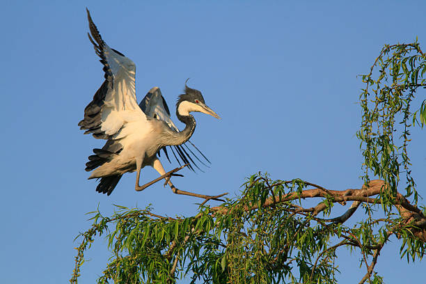 istock Grey Heron coming in to land 467059678