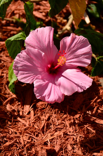 Hibiscus flower (Gen. Hib. photo