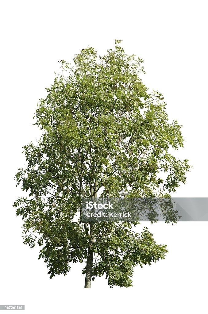 Baum im Sommer-isoliert auf white Ash - Lizenzfrei Esche Stock-Foto