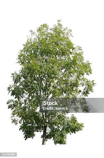 Baum Im Sommerisoliert Auf White Ash Stockfoto und mehr Bilder von Esche - Esche, Ast - Pflanzenbestandteil, Baum
