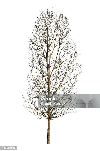 Baum Im Winter Isoliert Auf Weiss Stockfoto und mehr Bilder von Ast - Pflanzenbestandteil - Ast - Pflanzenbestandteil, Baum, Baumrinde