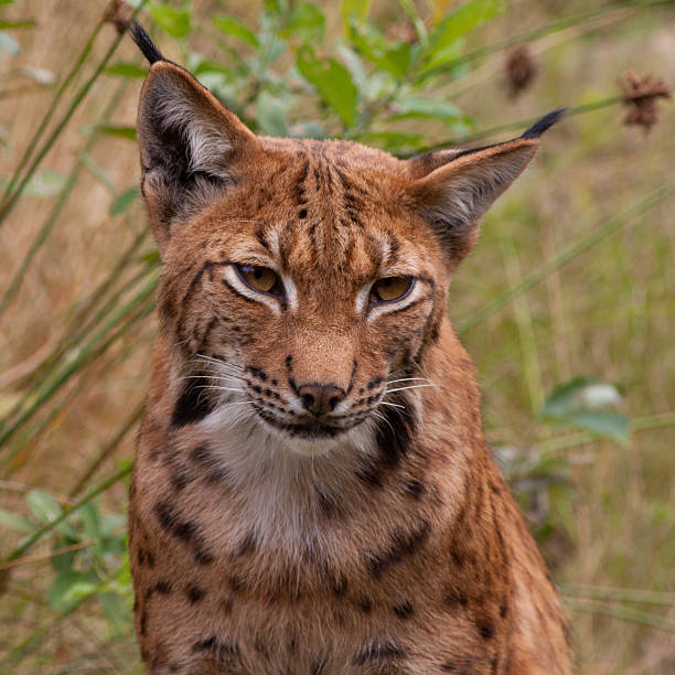 Adult male Eurasian Lynx up a tree.