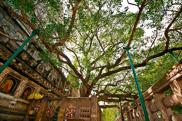 arbre de la bodhi - tibetan buddhism photos et images de collection