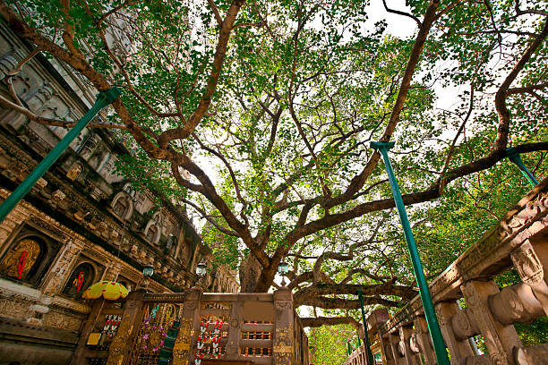 The Bodhi Tree The Tree The Buddha Sat Under When He Became Enlightened In Bodhgaya, Bihar, India shingon buddhism stock pictures, royalty-free photos & images