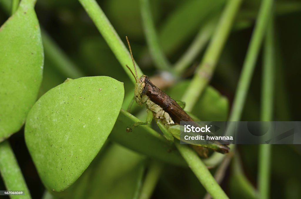 saltamontes - Foto de stock de Aire libre libre de derechos