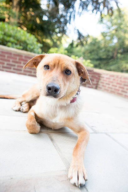 istock Dog Laying Down outside at the Park 467064377