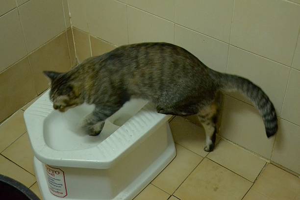 istock The Cat In The Bathroom 467064926