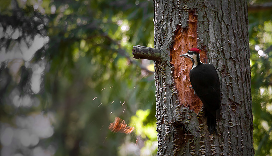 Male pileated woodpecker (Dryocopus pileatus) in the lush-green woods of early spring in New England, perched on a sugar maple tree covered in lichen, with copy space on the right