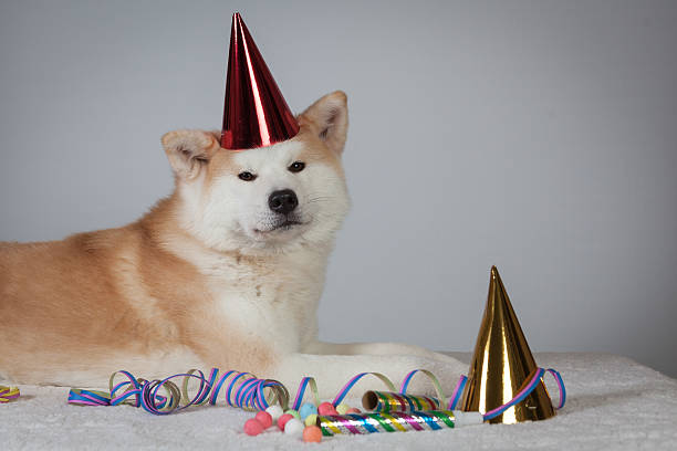 dog akita inu party dress stock photo